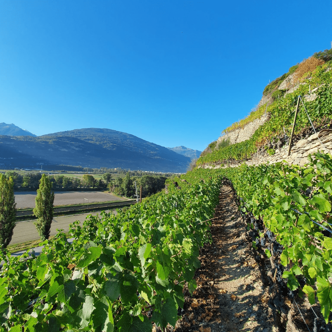 swiss wine gift idea - Geschenkidee Schweizer Wein