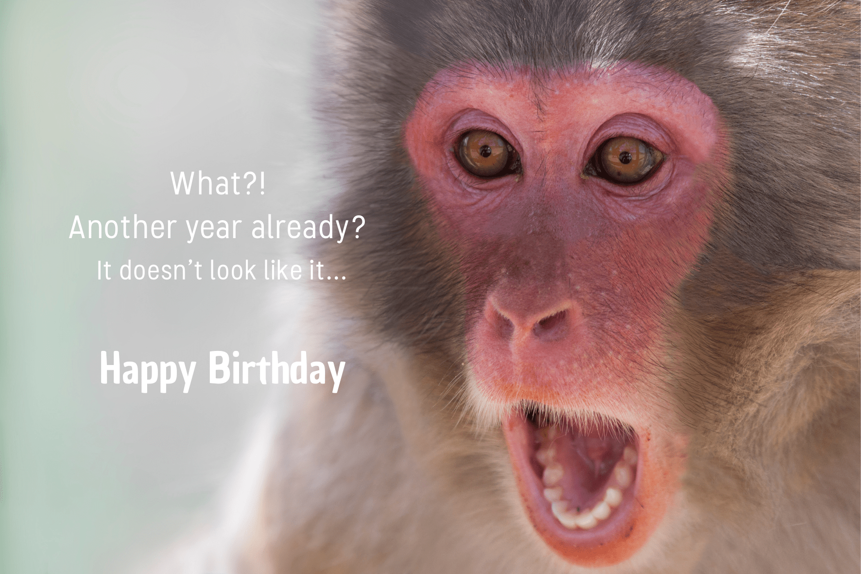 carte de voeux anniversaire - birthday greetings card - Glückwunschkarte zum Geburtstag