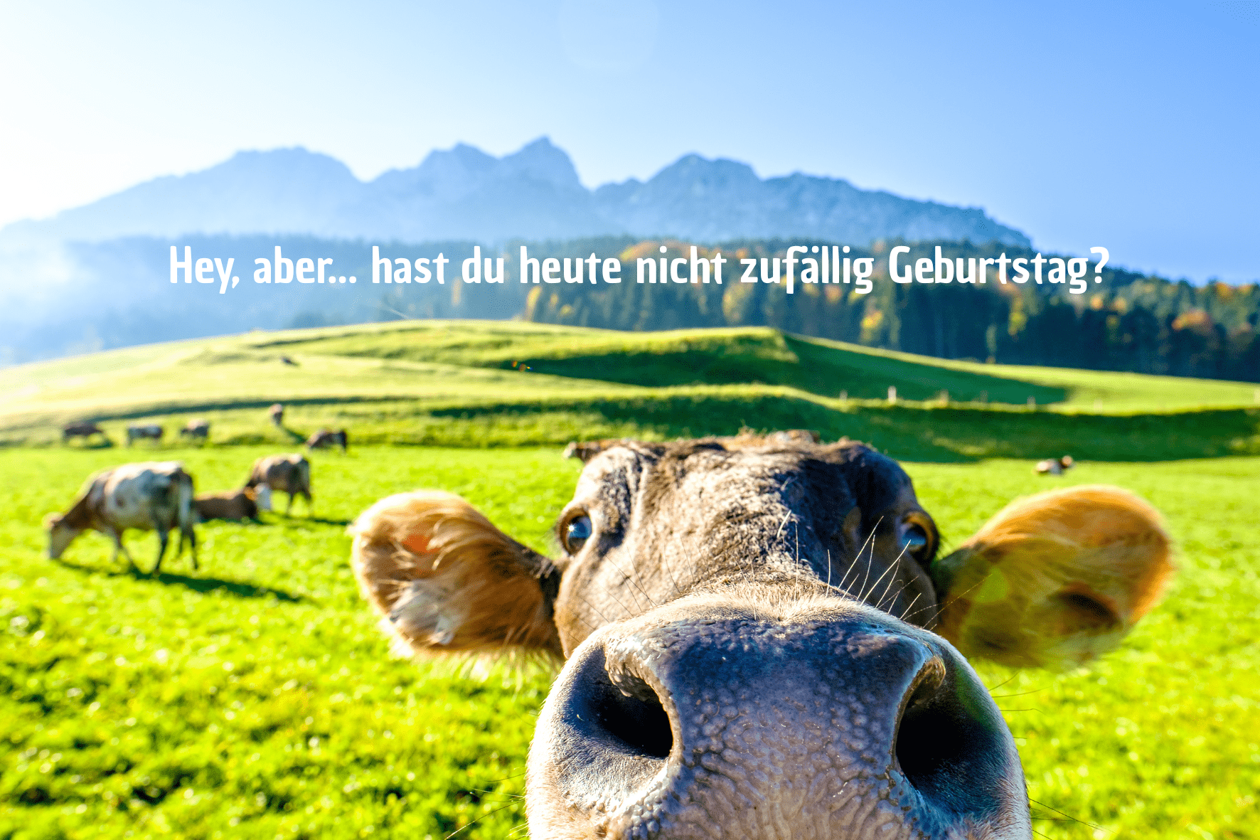 carte de voeux anniversaire - birthday greetings card - Glückwunschkarte zum Geburtstag